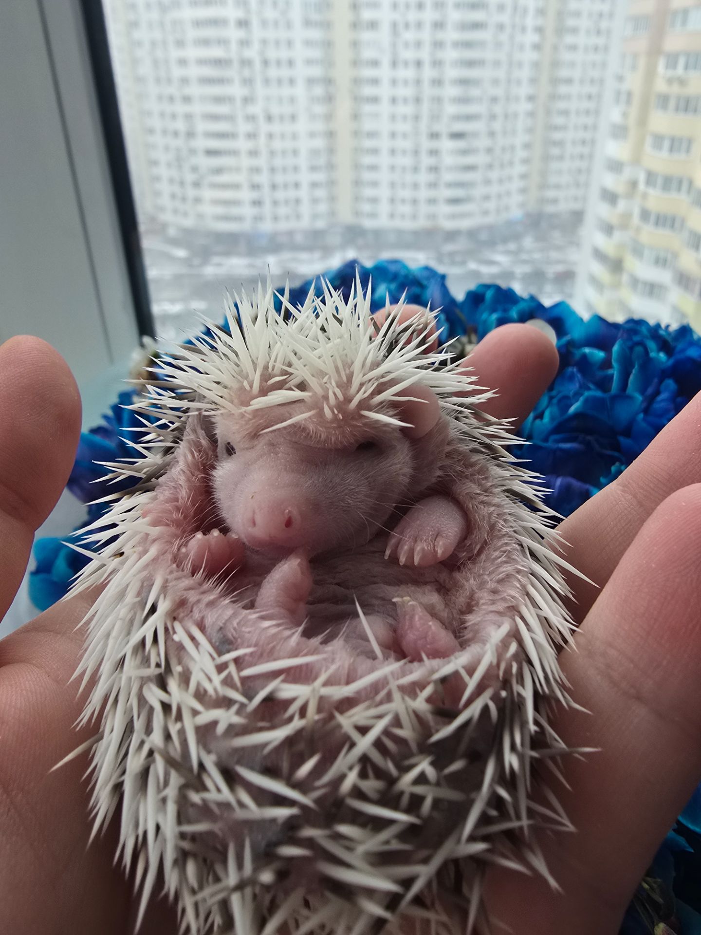 Африканский еж белолицый пинто