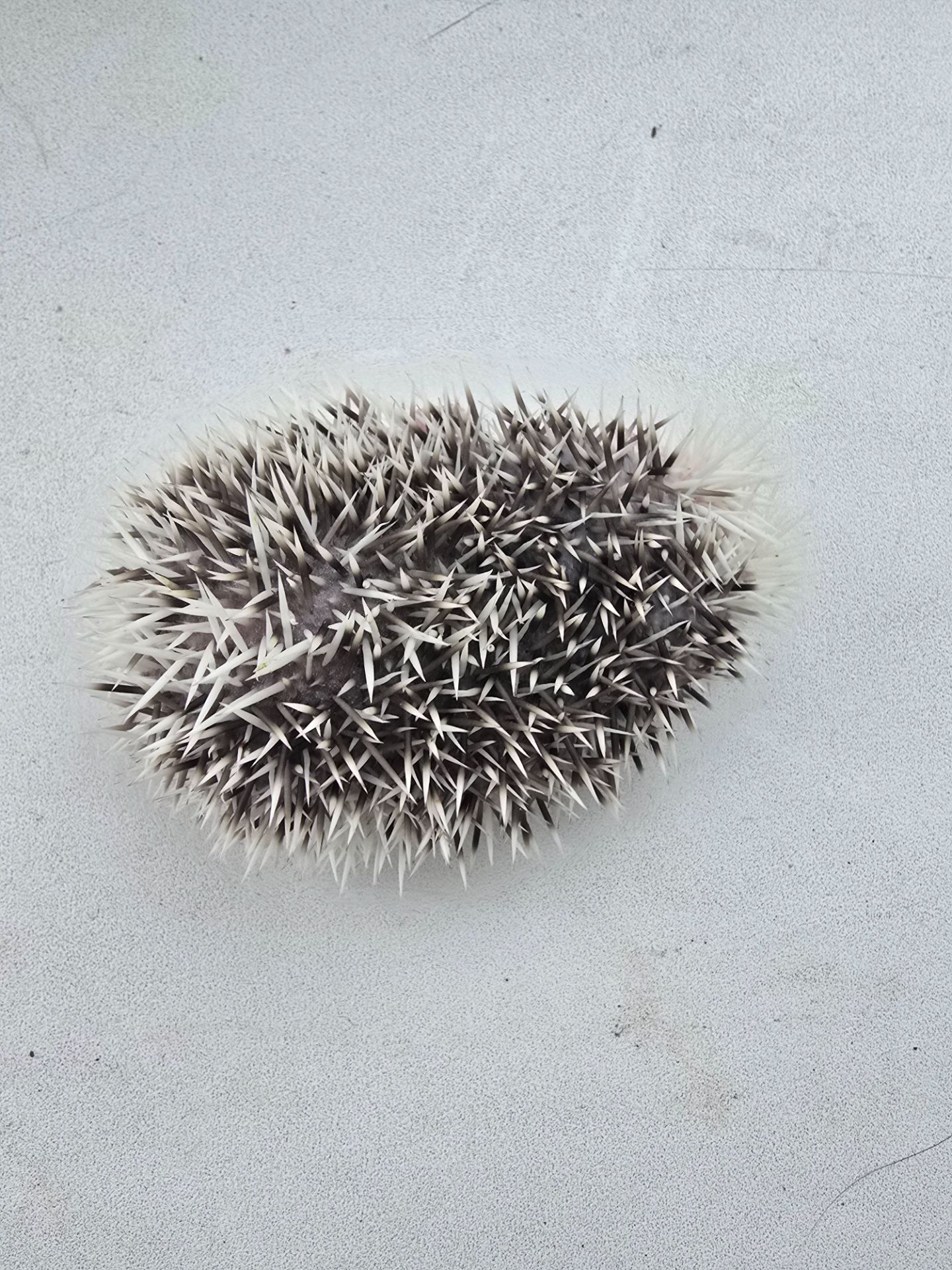 Африканский еж белолицый пинто