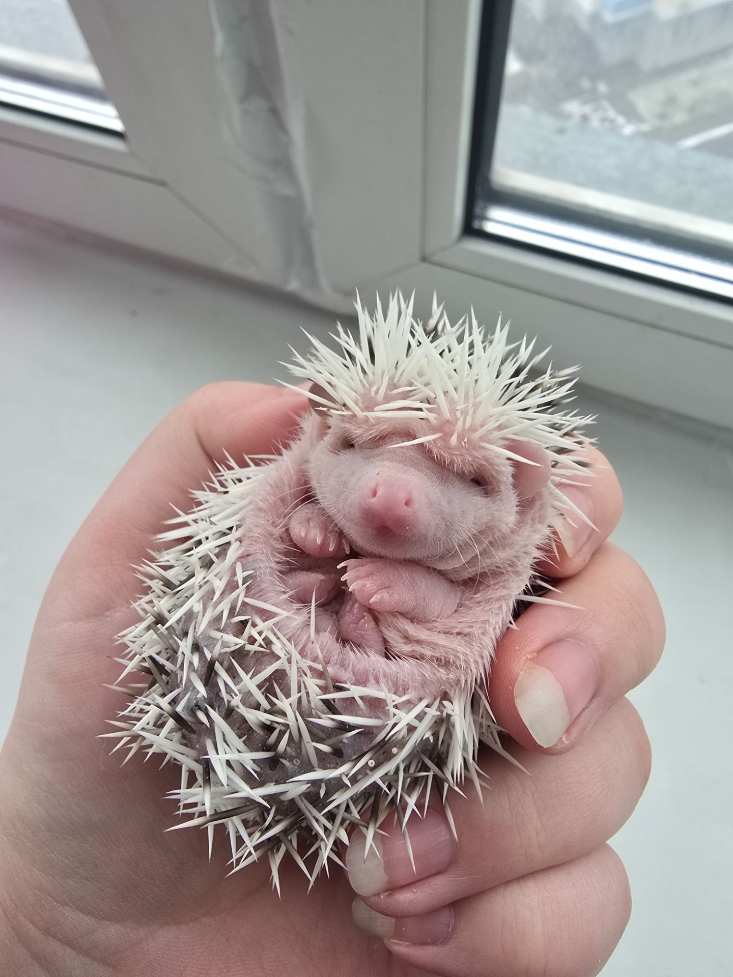 Африканский еж белолицый пинто