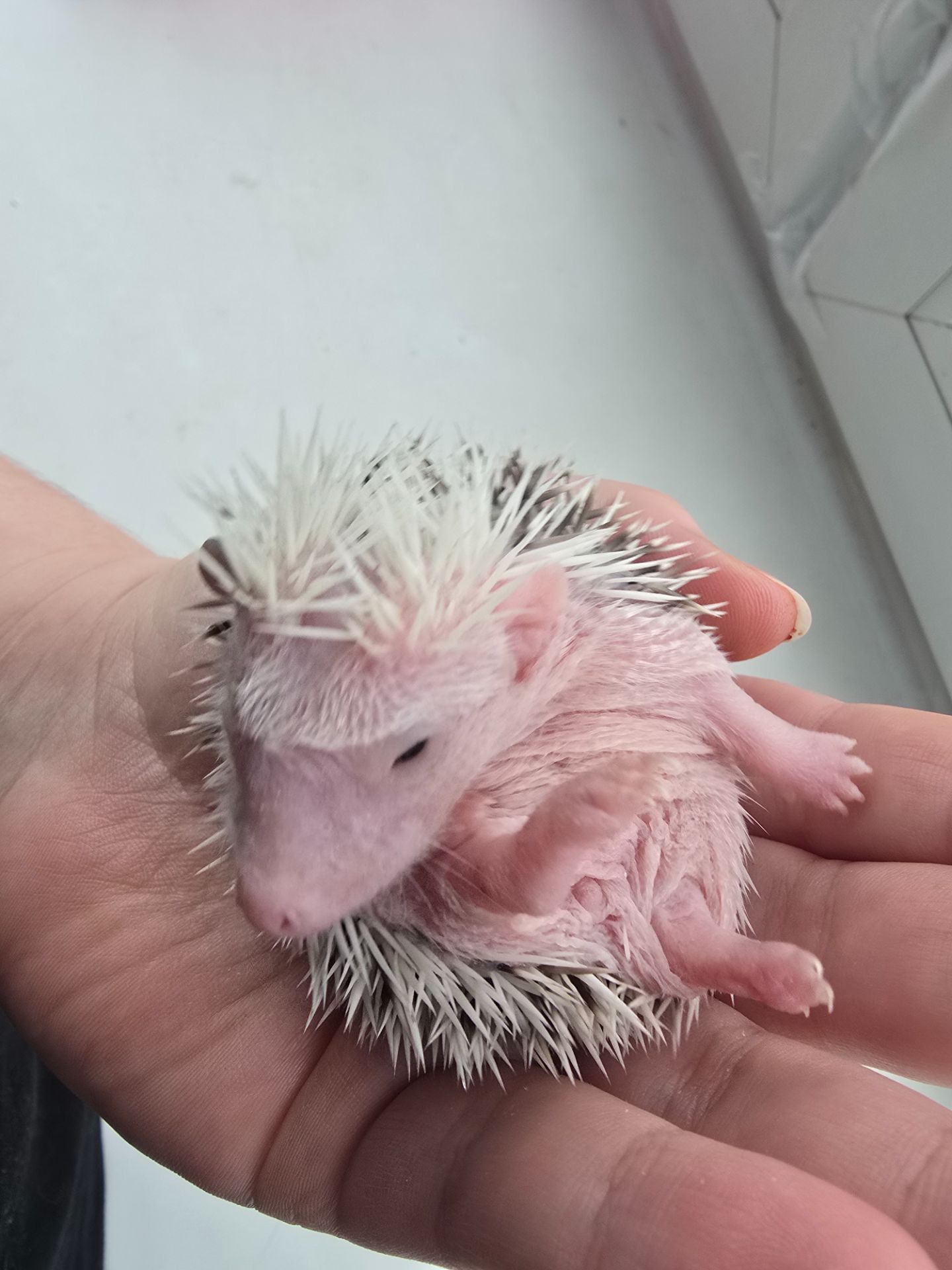 Африканский еж белолицый пинто