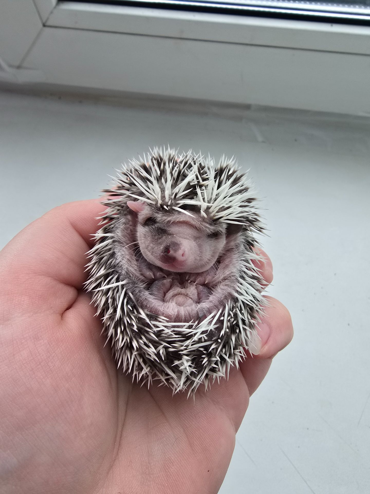 Африканский еж арлекин