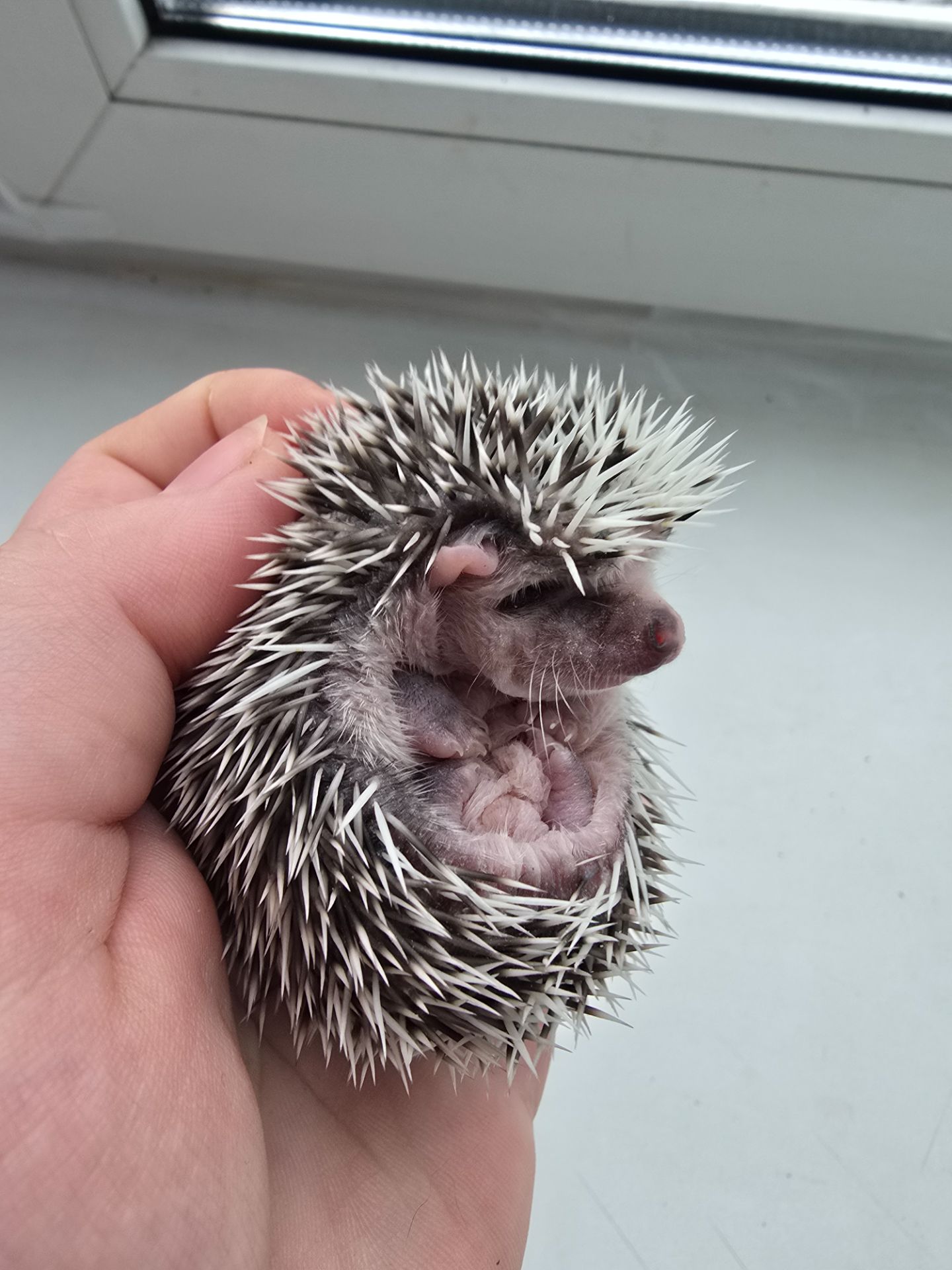 Африканский еж арлекин