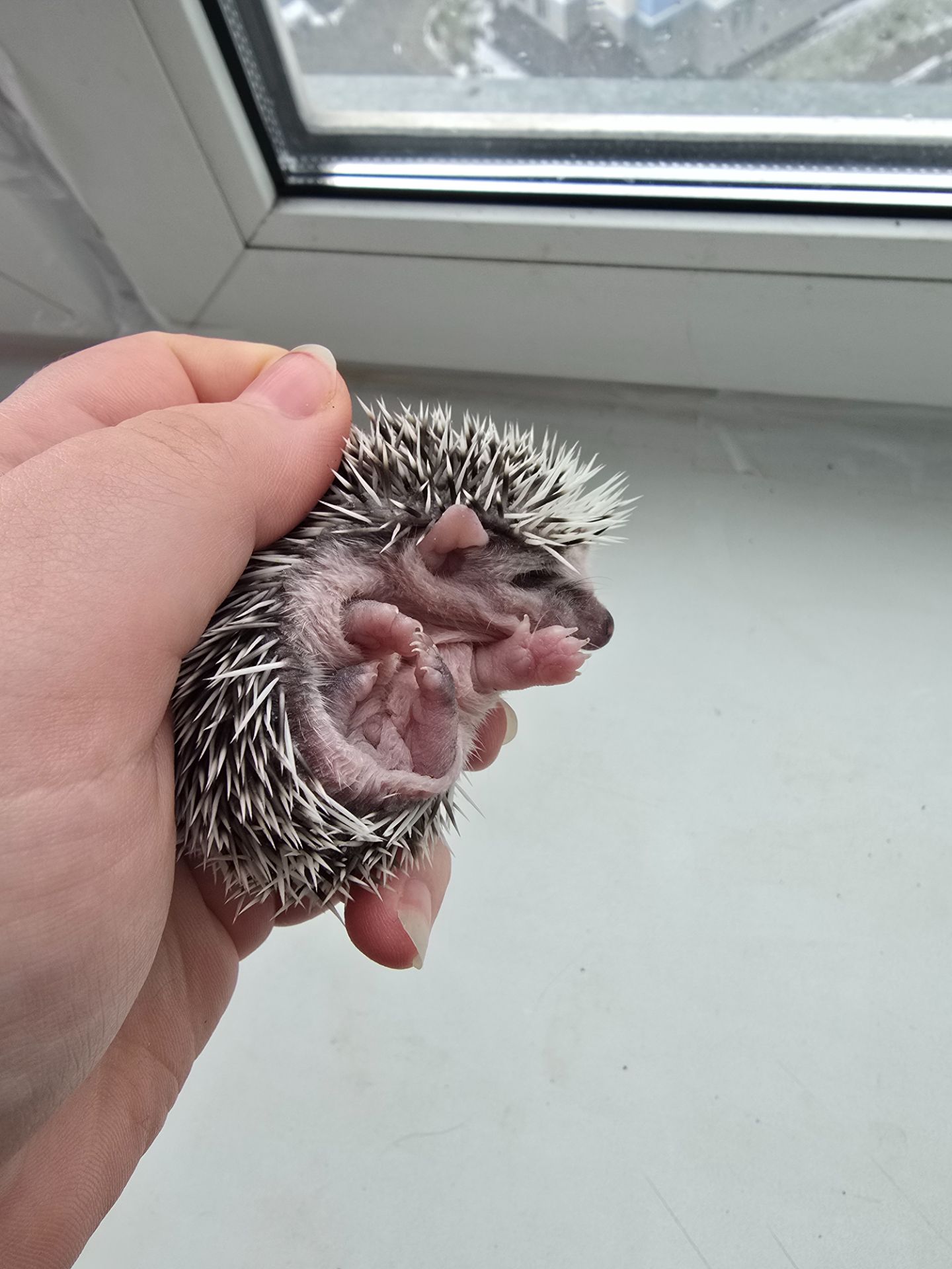 Африканский еж арлекин