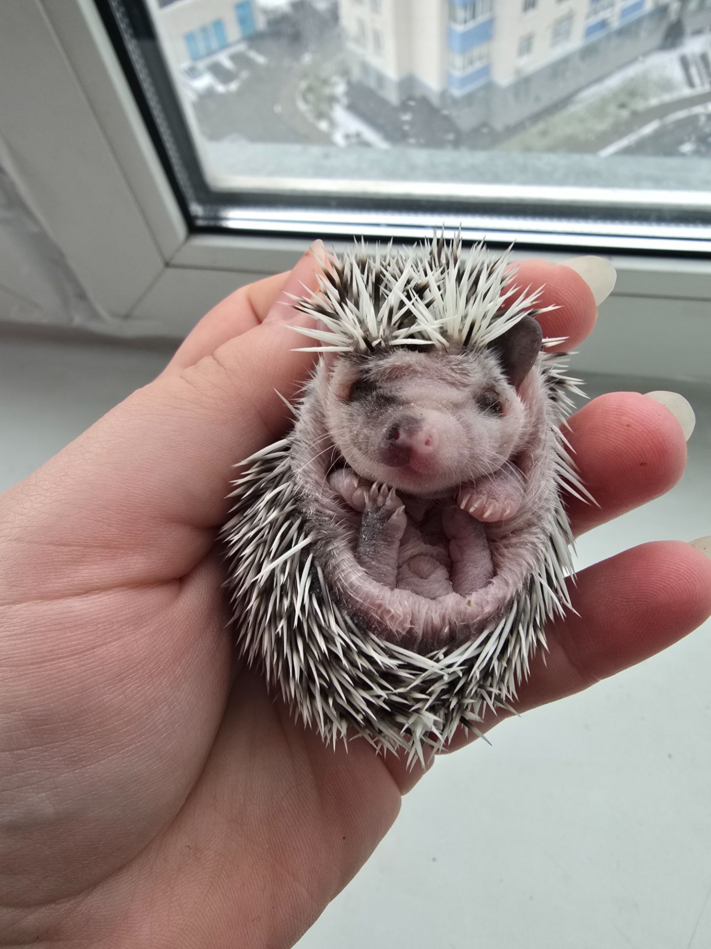 Африканский еж арлекин