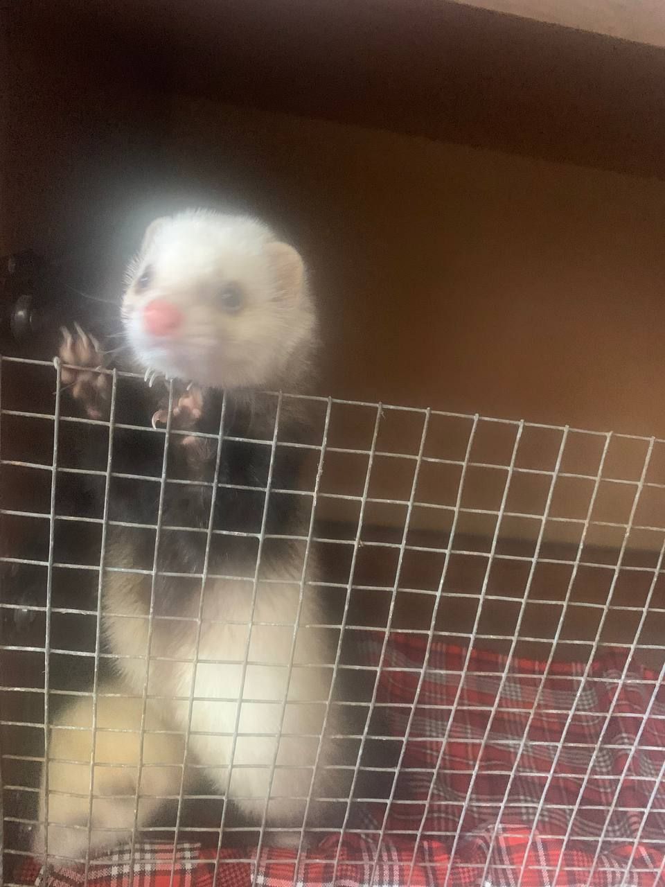 Домашние хорьки