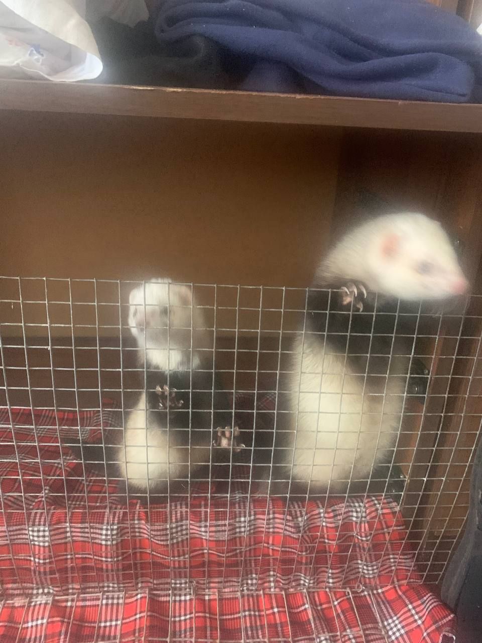 Домашние хорьки