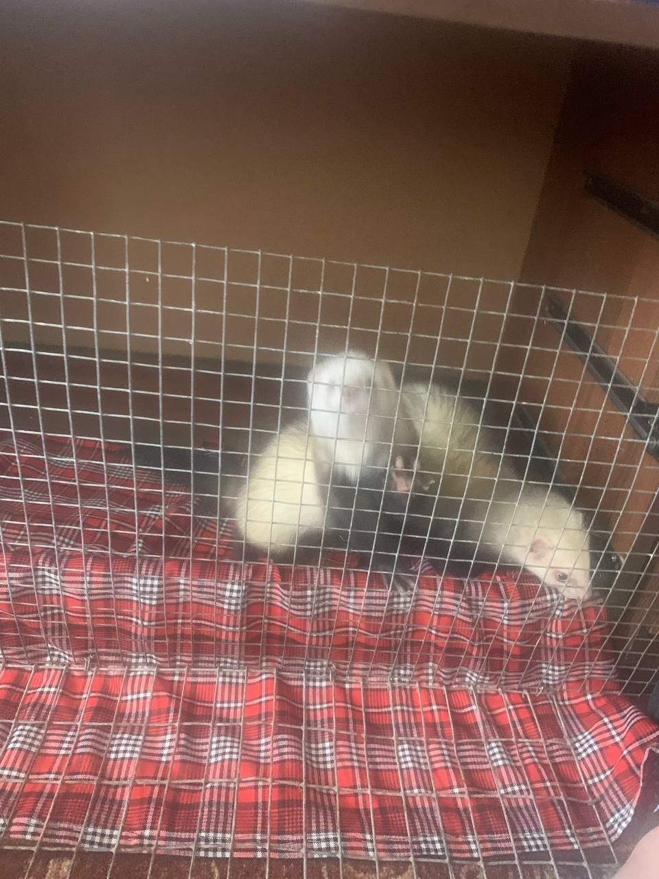 Домашние хорьки