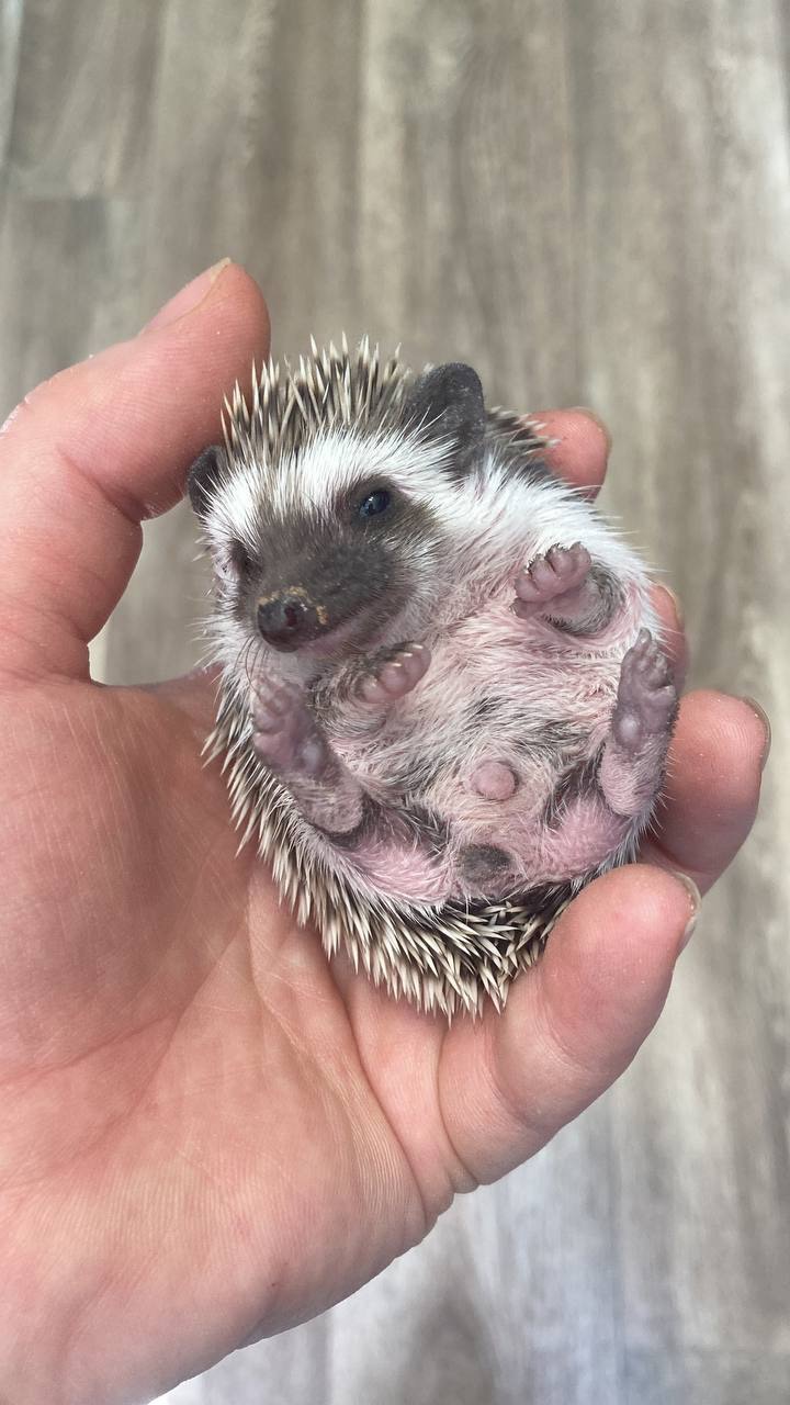 Африканський карликовий їжачок. Хлопець.