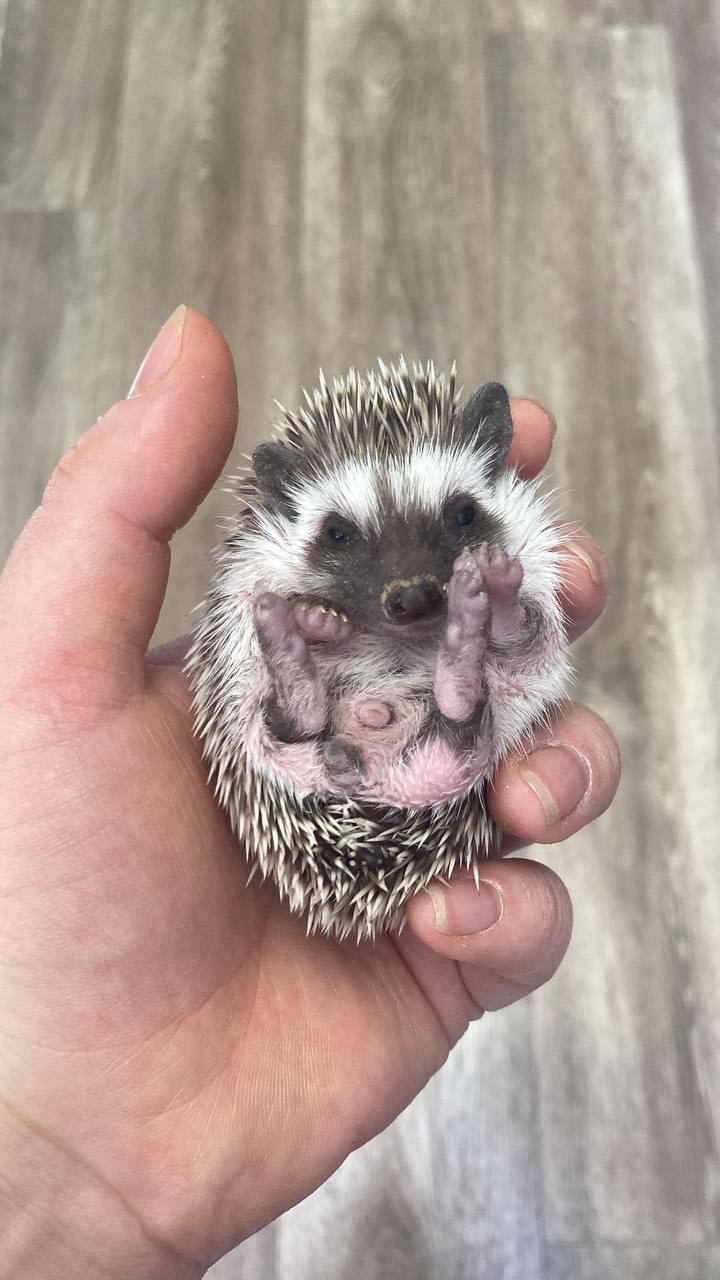 Африканський карликовий їжачок. Хлопець.