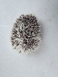 Африканский еж белолицый пинто