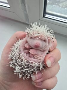 Африканский еж белолицый пинто