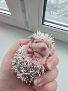 Африканский еж белолицый пинто