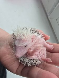 Африканский еж белолицый пинто