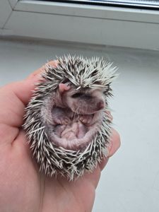 Африканский еж арлекин