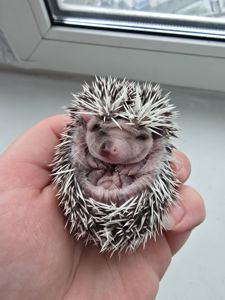 Африканский еж арлекин