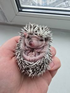 Африканский еж арлекин