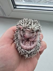 Африканский еж арлекин