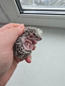 Африканский еж арлекин