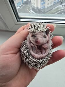 Африканский еж арлекин