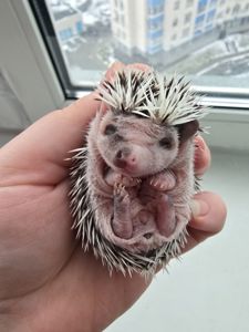 Африканский еж арлекин