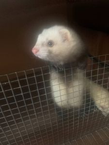 Домашние хорьки