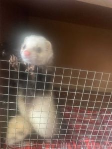 Домашние хорьки