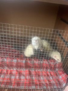 Домашние хорьки