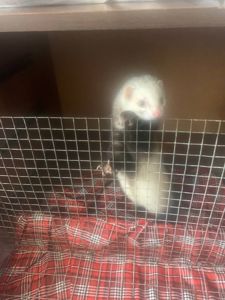 Домашние хорьки