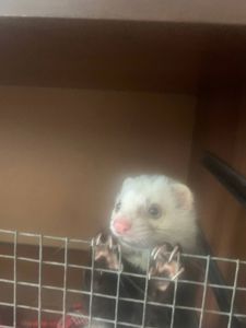 Домашние хорьки