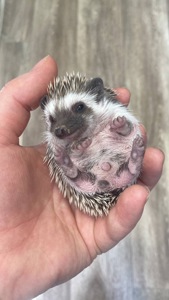 Африканський карликовий їжачок. Хлопець.