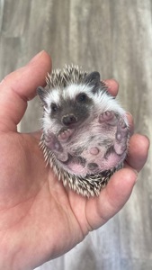 Африканський карликовий їжачок. Хлопець.