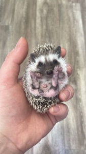 Африканський карликовий їжачок. Хлопець.