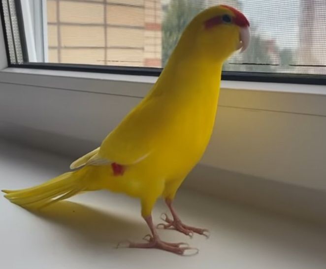 ВЫКОРМЫШИ ПОПУГАЕВ КАКАРИКОВ