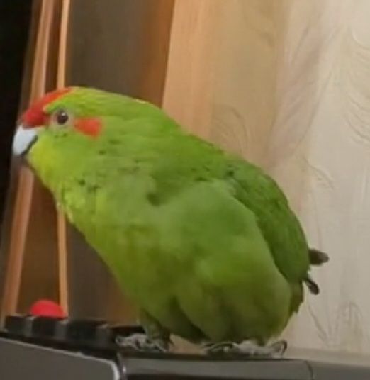 ВЫКОРМЫШИ ПОПУГАЕВ КАКАРИКОВ