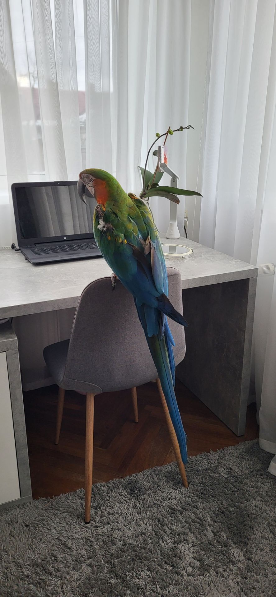 Папуга Ара Арлекін