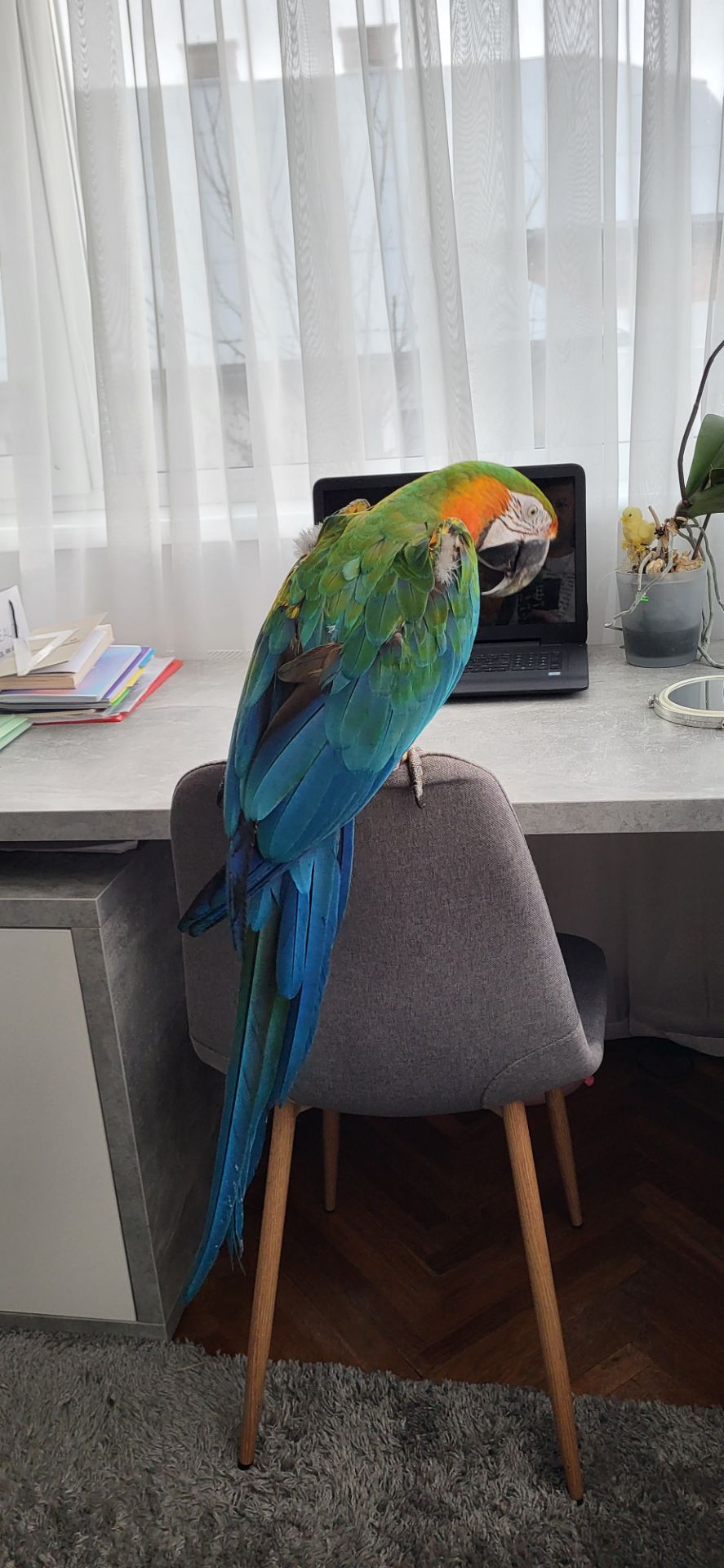 Папуга Ара Арлекін