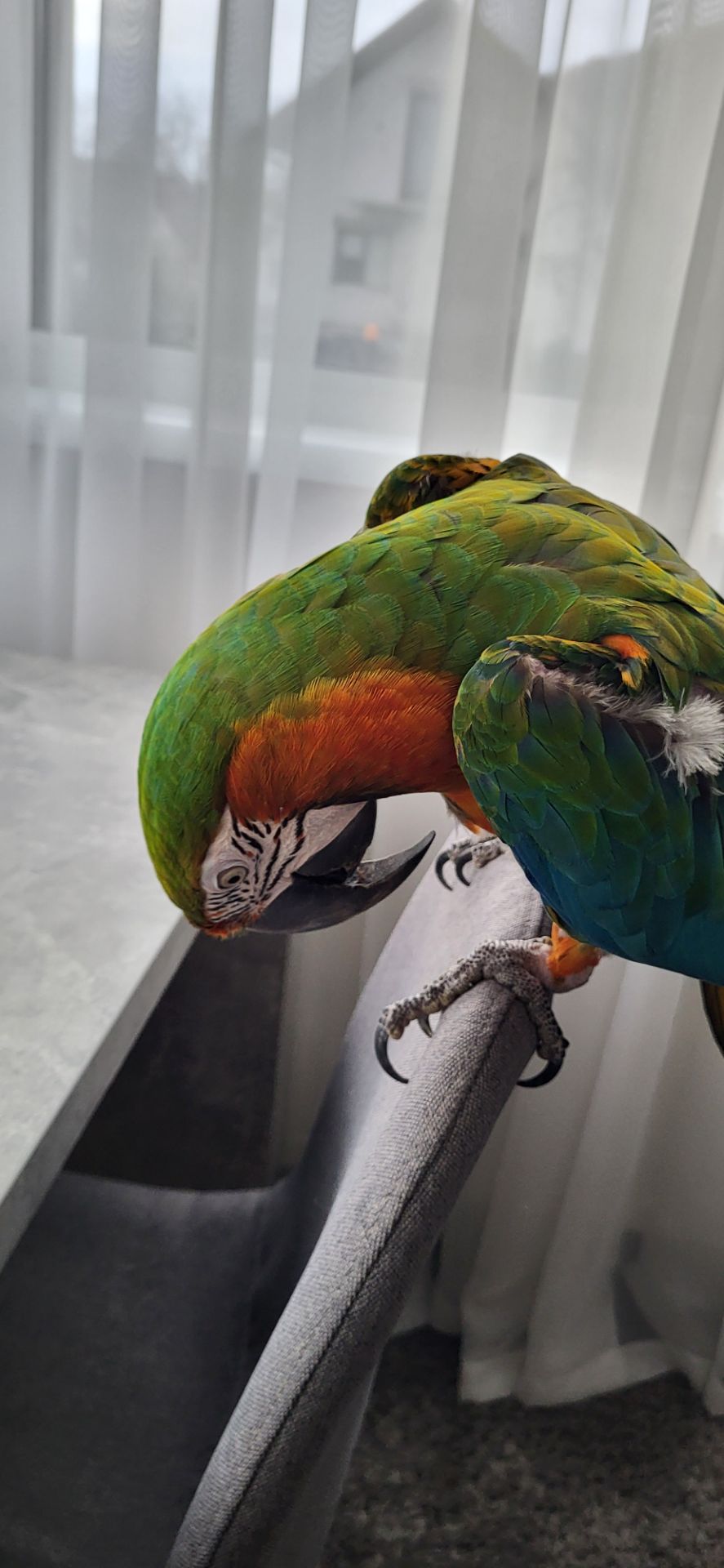 Папуга Ара Арлекін