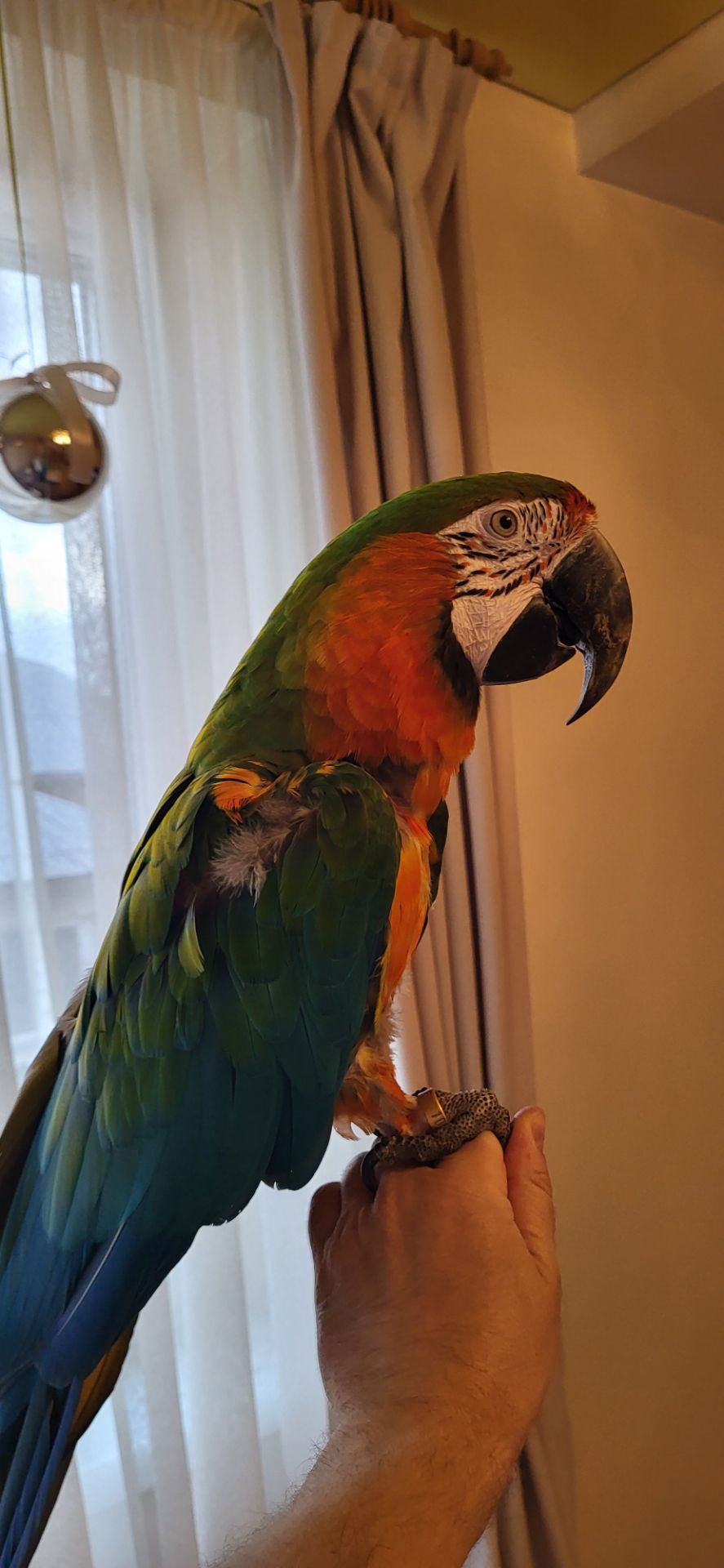 Папуга Ара Арлекін