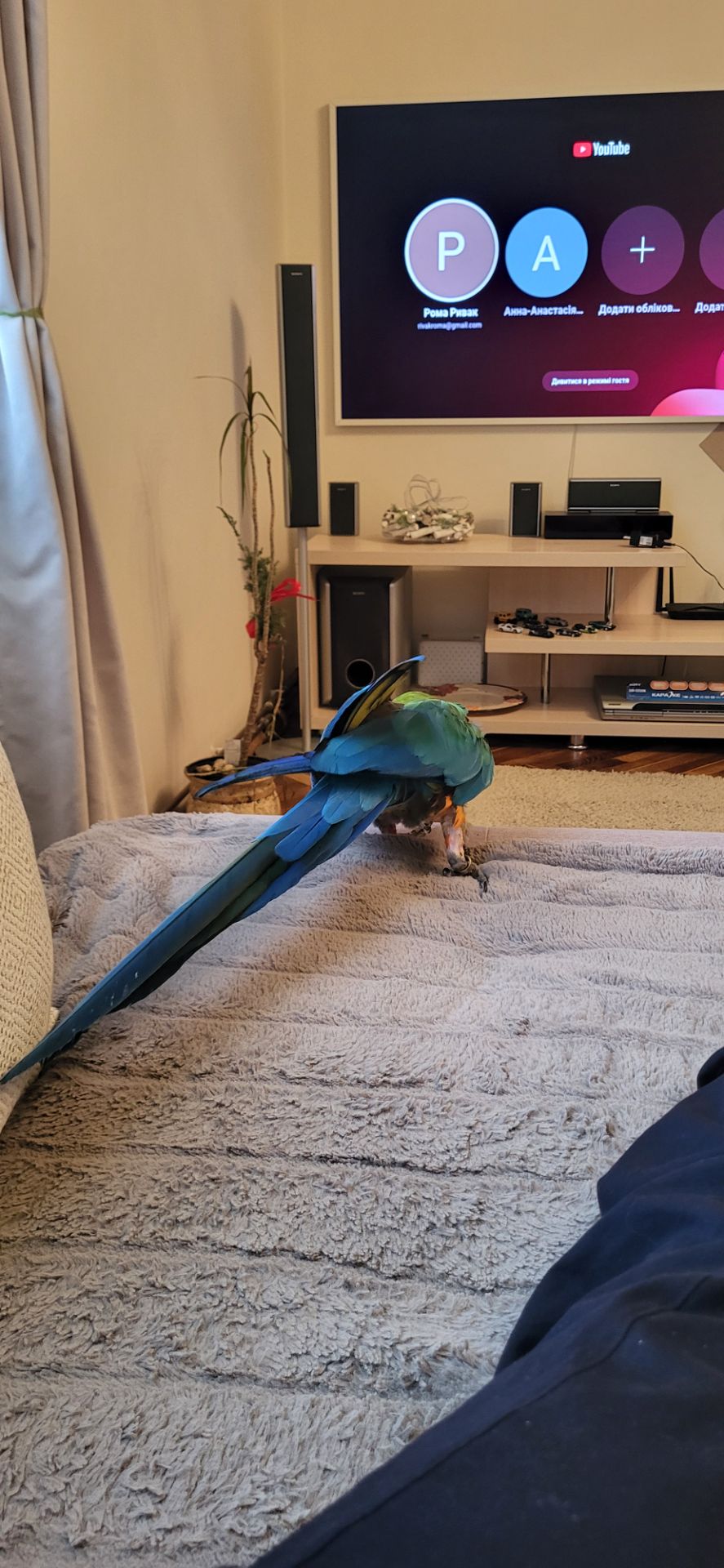 Папуга Ара Арлекін