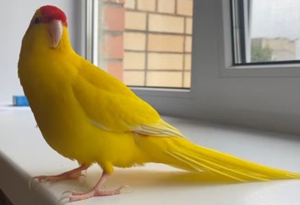 ВЫКОРМЫШИ ПОПУГАЕВ КАКАРИКОВ