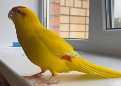 Ручные самцы какариков