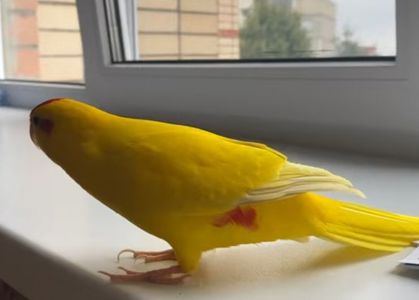 Ручные самцы какариков