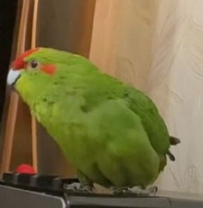 ВЫКОРМЫШИ ПОПУГАЕВ КАКАРИКОВ