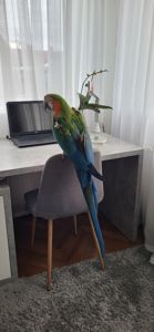 Папуга Ара Арлекін