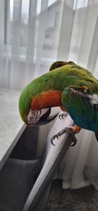 Папуга Ара Арлекін