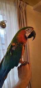 Папуга Ара Арлекін