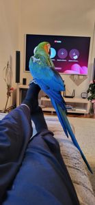 Папуга Ара Арлекін