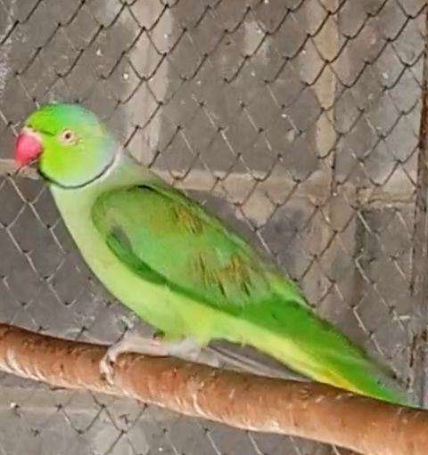 Малыши ожереловых попугайчиков