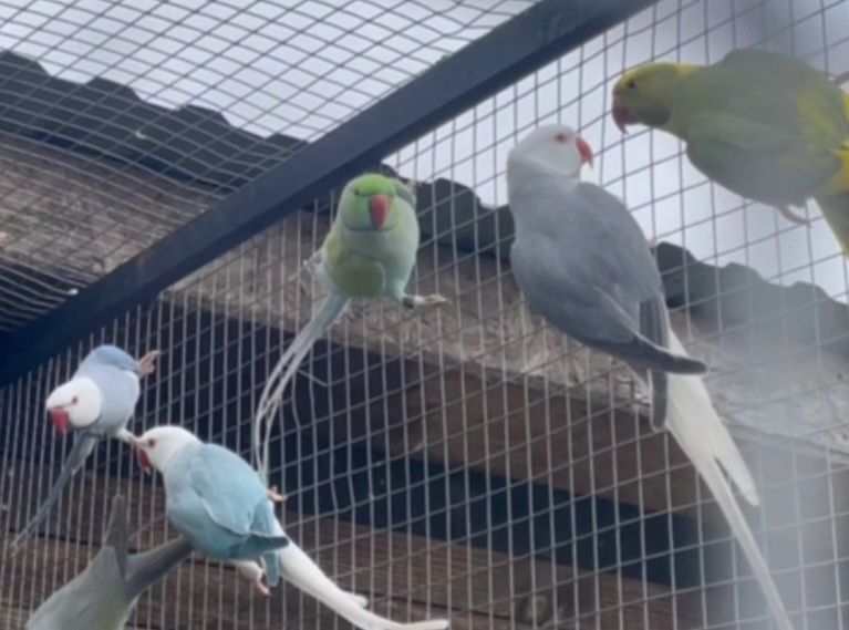 Малыши ожереловых попугайчиков