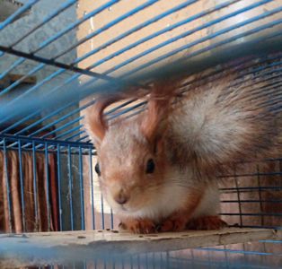 Белка для дома или вольера